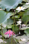 佰萬葵園荷花 (106)