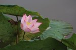 佰萬葵園荷花 (40)