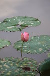 佰萬葵園荷花 (53)