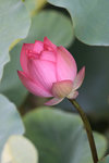 佰萬葵園荷花 (63)