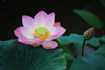 佰萬葵園荷花 (69)