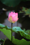 佰萬葵園荷花 (71)