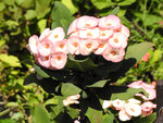 S (102)