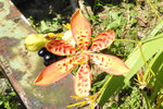 S (99)