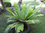 菲律賓杜馬加德 (340)