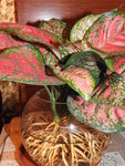 DSCN0566