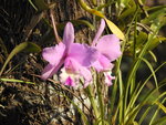DSCN0875