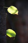 IMG_4433