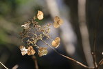 IMG_5555