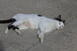 IMG_7514