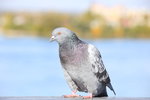 IMG_1525