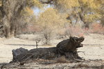 S (2169)