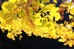 st (194)