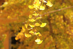 st (207)