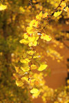 st (208)