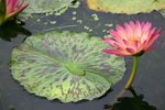 IMG_0922_resize