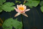 IMG_0932_resize