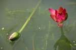 IMG_0946_resize
