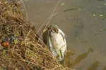 IMG_4458_resize