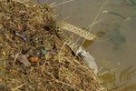 IMG_4459_resize