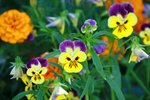 IMG_4237_resize