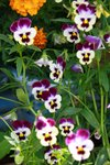IMG_4238_resize