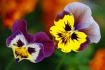 IMG_4242_resize