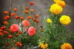 IMG_8528_resize