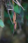 IMG_5886_resize