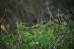 IMG_5988_resize