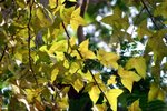 IMG_7347_resize