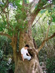 荔吉鴨,