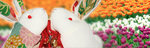 rabbitFlower_banner
