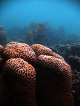 IMG_4534e