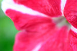 IMG_5172r