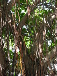 DSCN0265