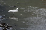 DPP_02006