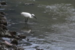 DPP_02009