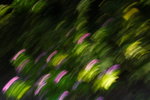 DPP_03782