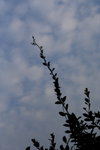 DPP_04123