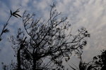 DPP_04125