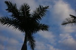 DPP_06006
