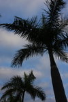 DPP_06010