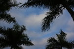 DPP_06011