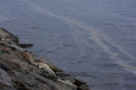 DPP_06018
