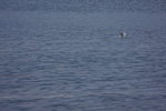 DPP_06021