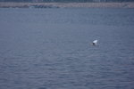 DPP_06022