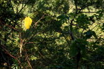 DPP_06065