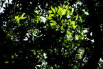 DPP_06079