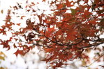 IMG_0658